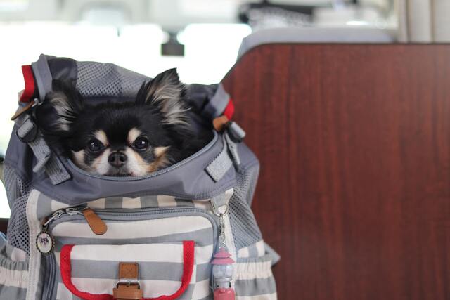 愛犬との旅行に必須な持ち物とは。初めてでも安心のリストチェック付